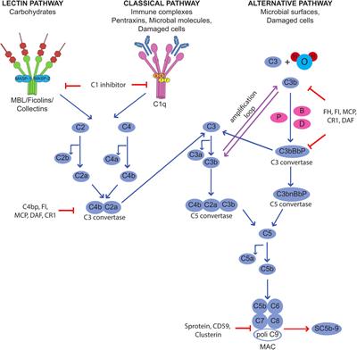 The Complement System in the Pathophysiology of Pregnancy and in Systemic Autoimmune Rheumatic Diseases During Pregnancy